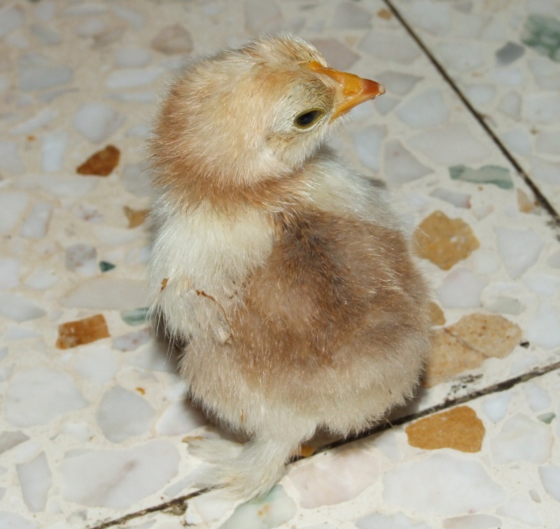 mes 1ers poussins bantam : des millefleurs 12mai_12