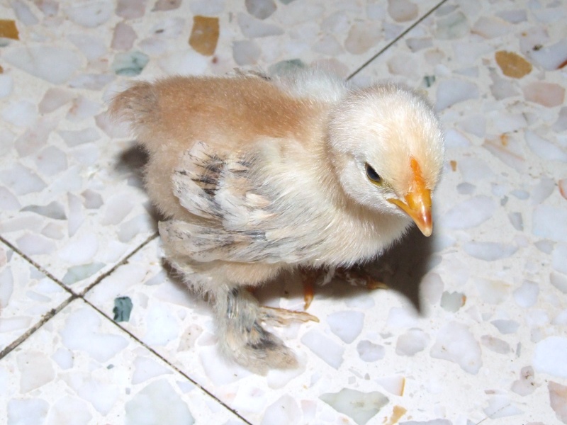 mes 1ers poussins bantam : des millefleurs 16_mai10