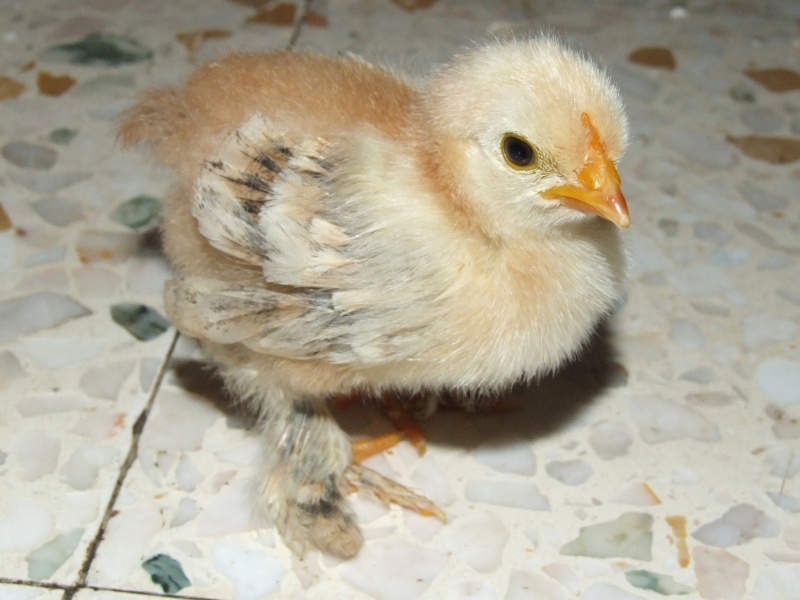 mes 1ers poussins bantam : des millefleurs 16_mai11