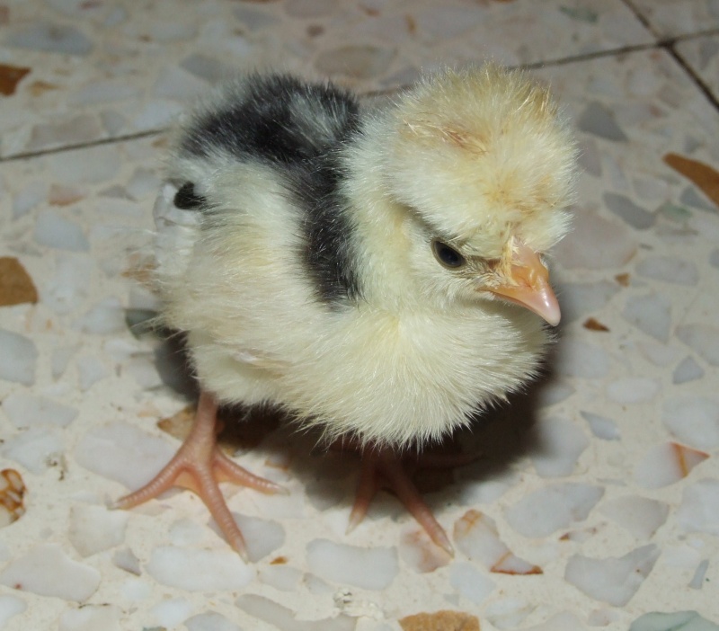 mes poussins padoue 22_mai14