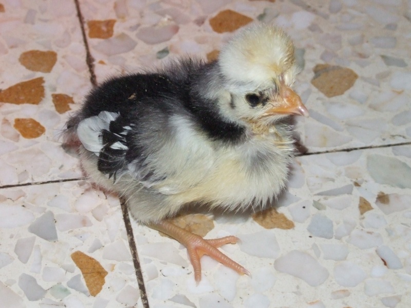 mes poussins padoue 22_mai16