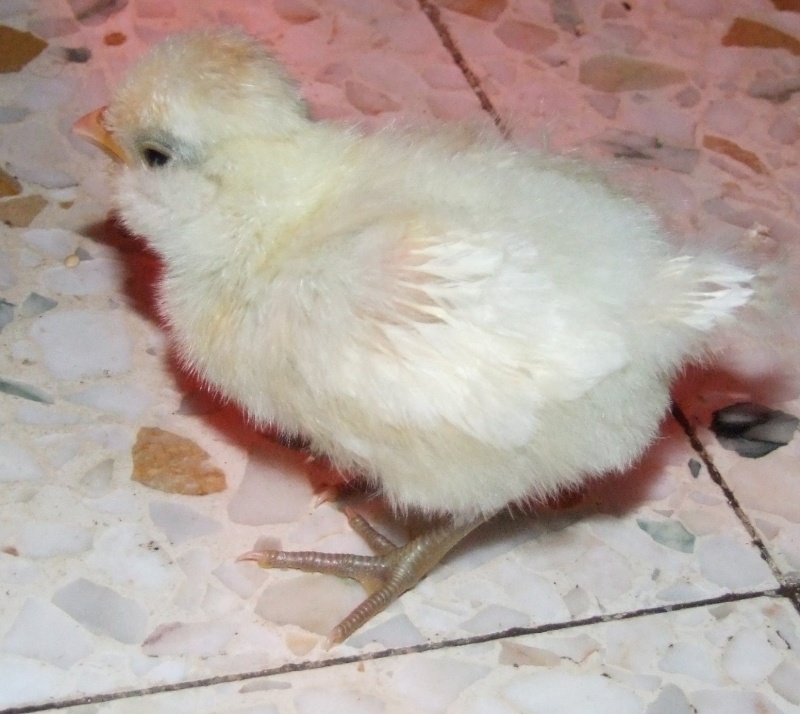 mes poussins padoue 22_mai17