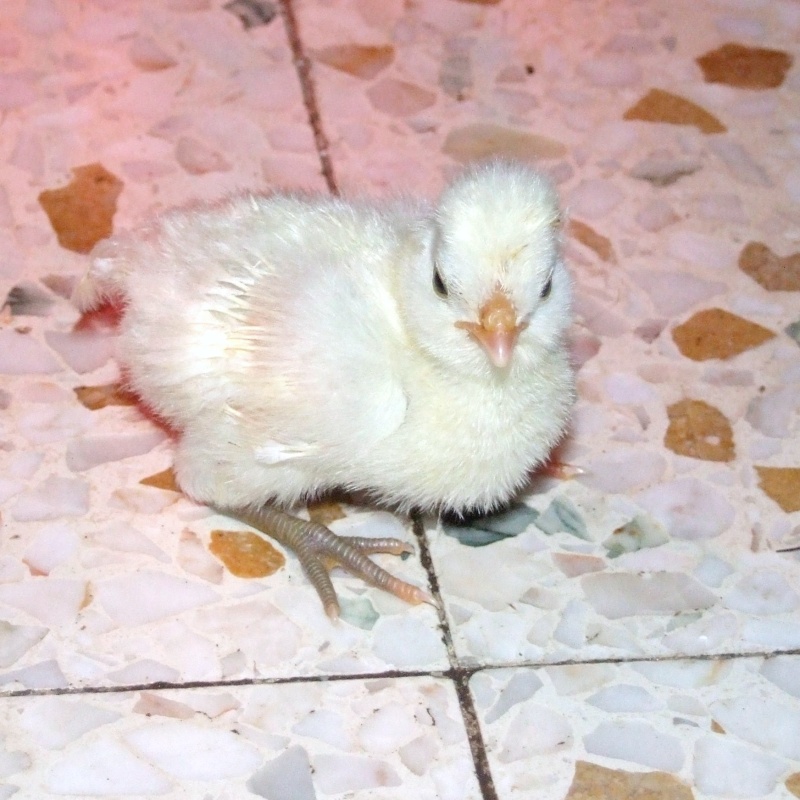 mes poussins padoue 22_mai18