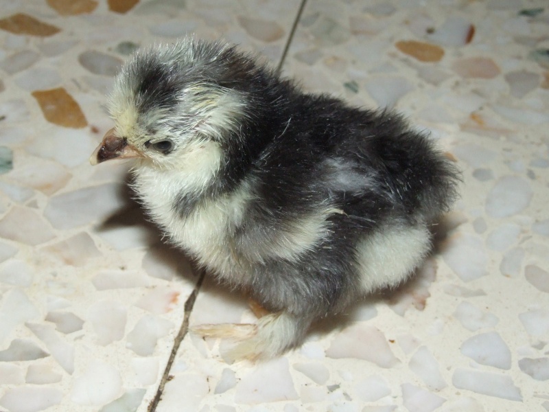 2sd lot d'éclosions en cours de bantam ... 23_mai15