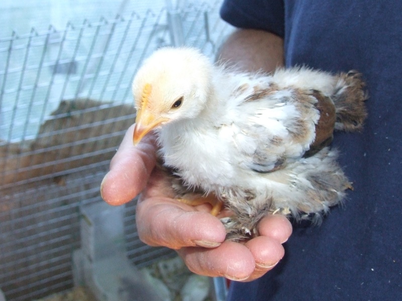 mes 1ers poussins bantam : des millefleurs 26_mao25