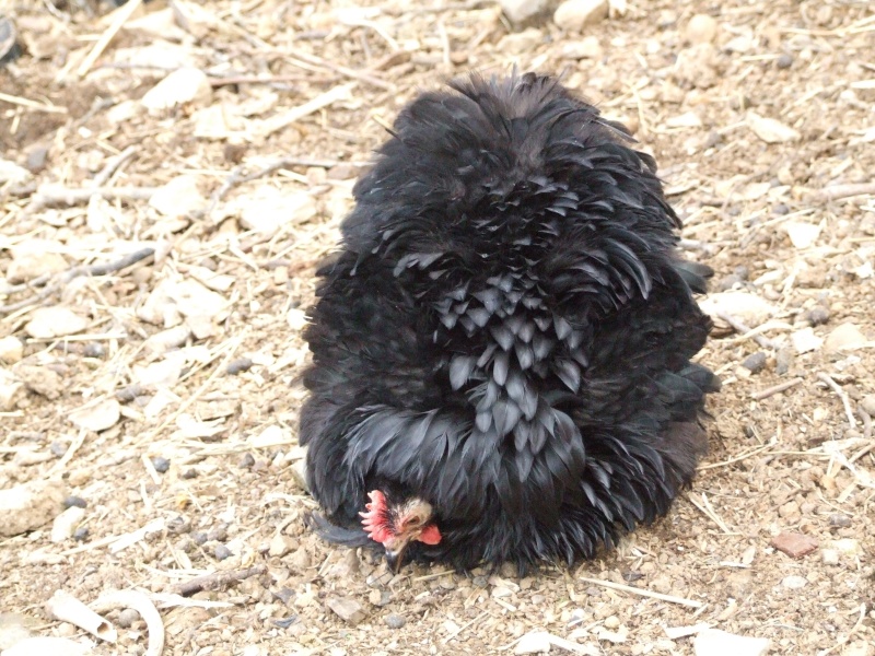 Bantam de pékin frisée noire Dscf6610