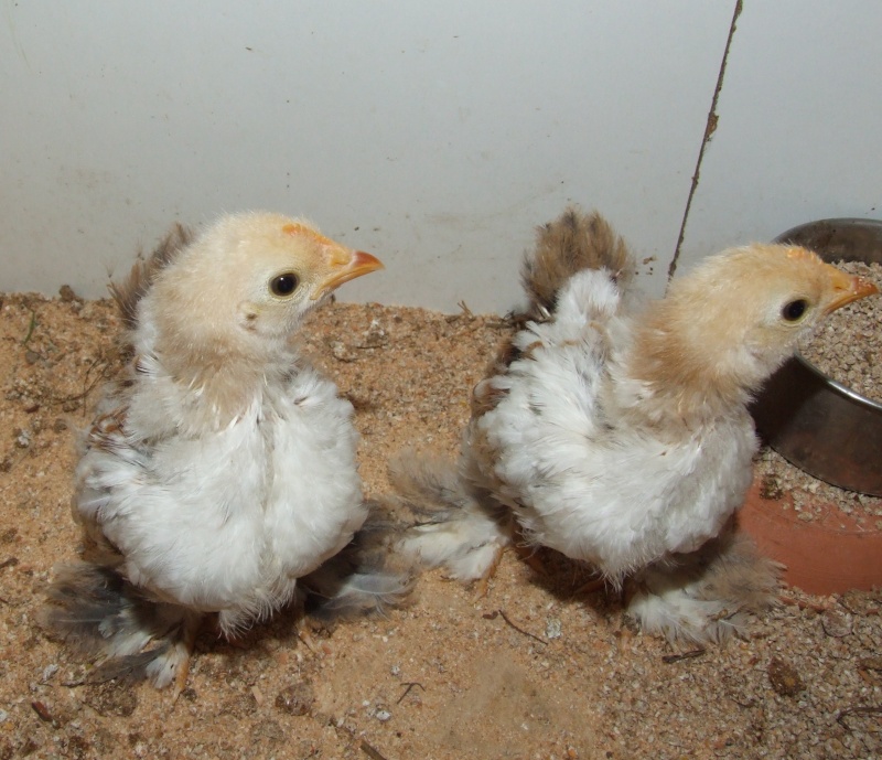 mes 1ers poussins bantam : des millefleurs Pier_012