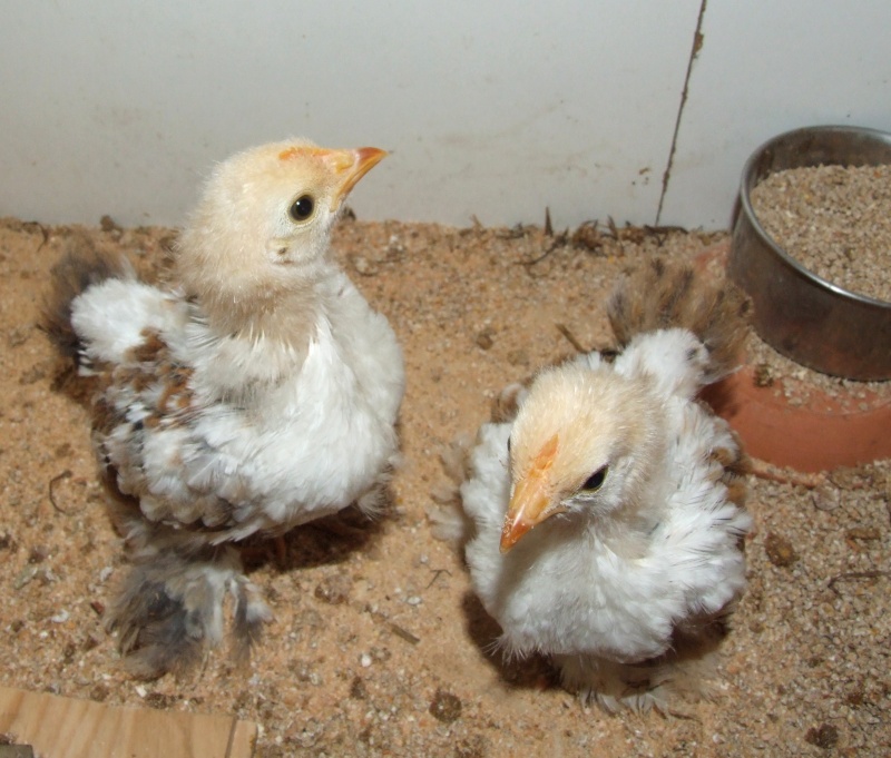 mes 1ers poussins bantam : des millefleurs Pier_013