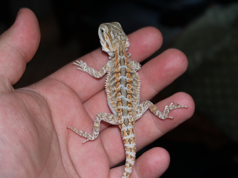 petit couple de pogona née cher moi F111