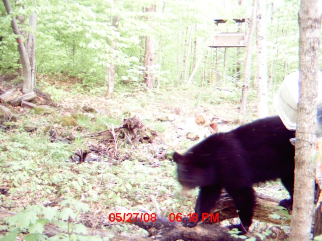Mettez vos photos d'ours de caméra de détection 2008  :D Mdgc0010
