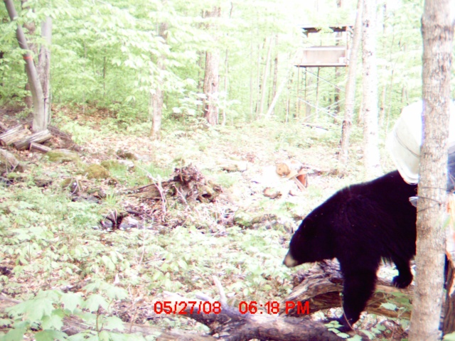 Mettez vos photos d'ours de caméra de détection 2008  :D Mdgc0011