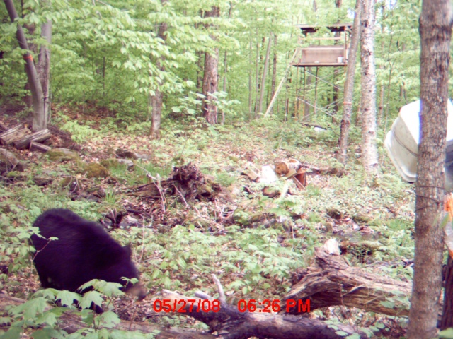Mettez vos photos d'ours de caméra de détection 2008  :D Mdgc0012