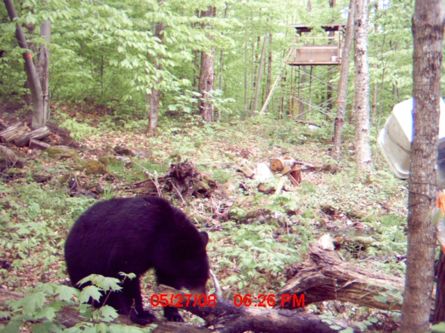 Mettez vos photos d'ours de caméra de détection 2008  :D Mdgc0013