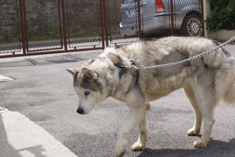 Trouvée femelle husky gris loup née en 1993 RMX903 Dsc01413