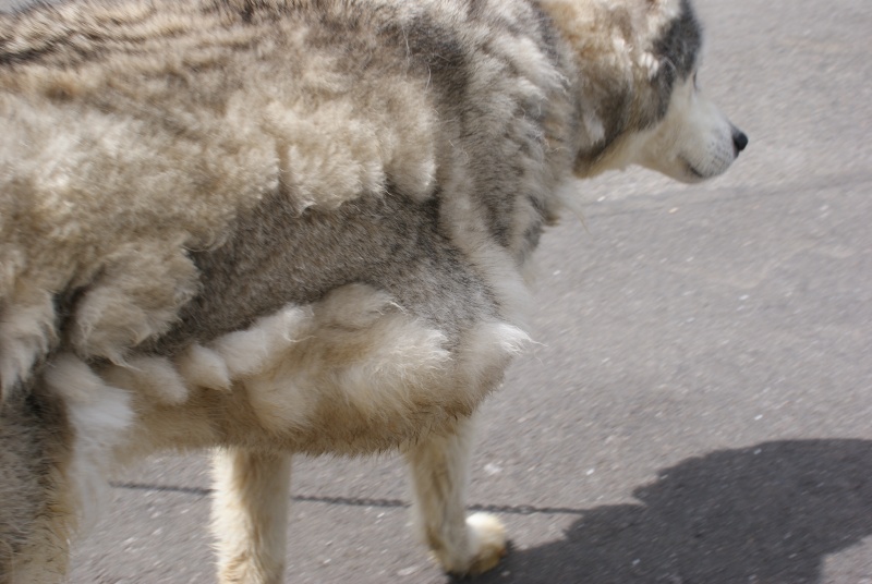 Trouvée femelle husky gris loup née en 1993 RMX903 Dsc01414