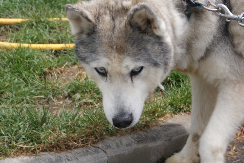 Trouvée femelle husky gris loup née en 1993 RMX903 Dsc01510