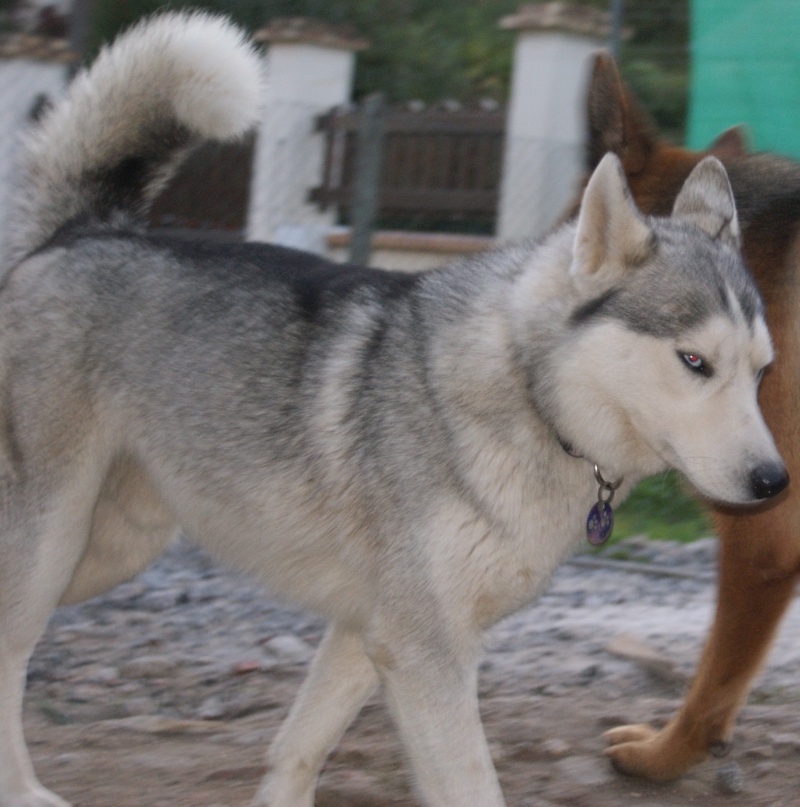 Cyrus (Dylan) Magnifique mâle husky de 2 ans ADOPTE Dsc02013