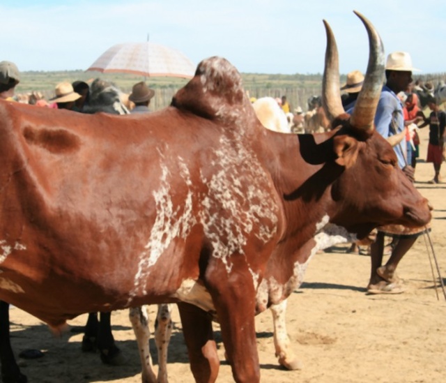 SUD  de MADAGASCAR C_313