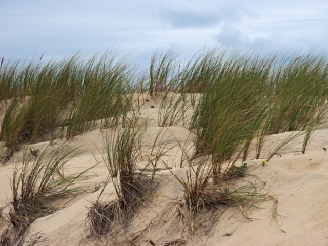 La Dune du PYLA  Bassin d'Arcachon Cap_fe17