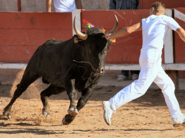 COURSE    CAMARGUAISE D_311