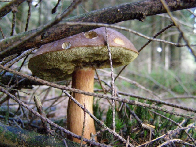 Automne 2008  Cueillette de Champignons à IRATY  "Pays Basque" - Page 3 G_h_810