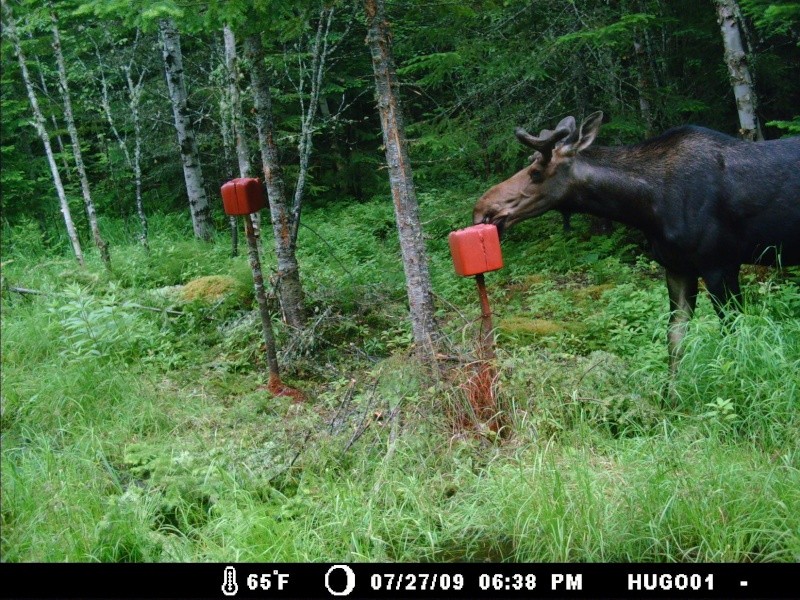 photo de saline a pepet Chasse14