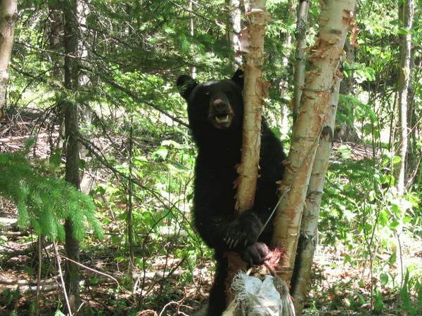 comment trapper l'ours (avec vidéo À VOIR) Tecn_p11