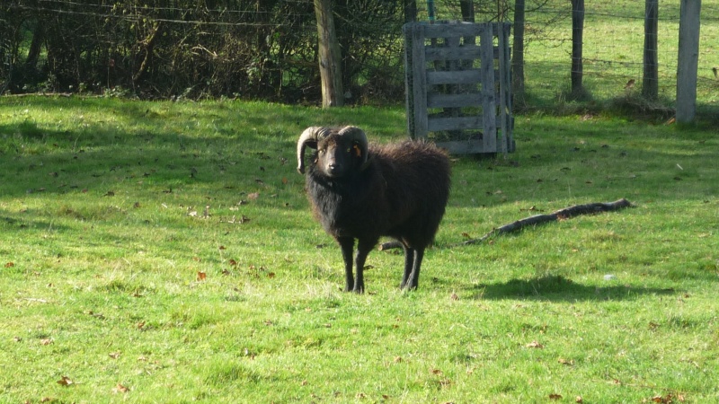 Bélier à vendre en Saône-et-Loire P1000810