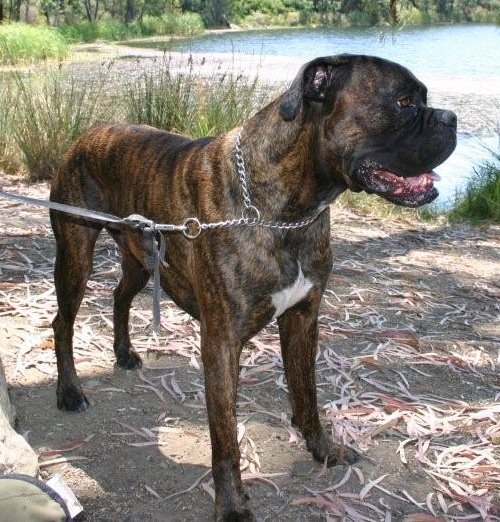Boxer suchen ein Zuhause