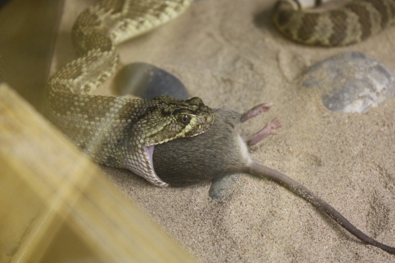 New snake (a little pic heavy) Img_2711