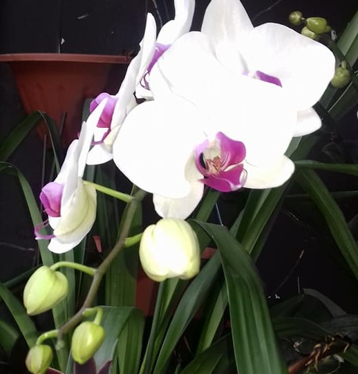mes phalaenopsis hybride de grande surface, en fleur en ce moment  26993311