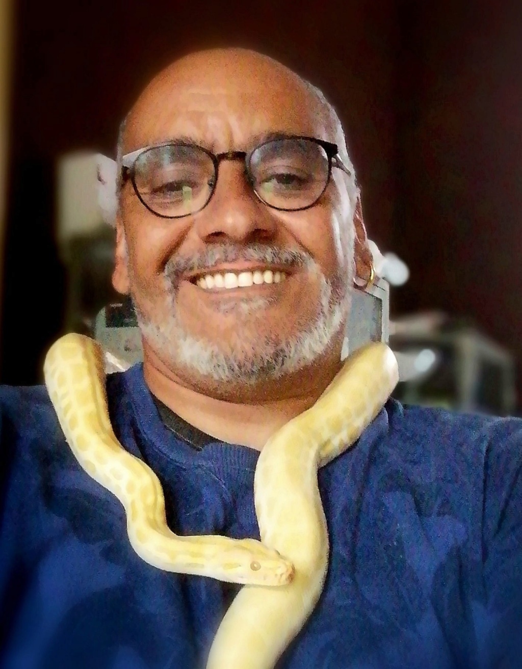 Mes pythons bivittatus et boa imperator, mes protégés 71204710