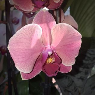 mes phalaenopsis hybride de grande surface, en fleur en ce moment  91457710