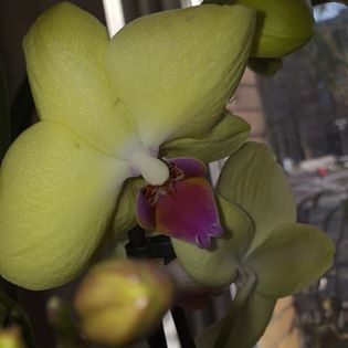mes phalaenopsis hybride de grande surface, en fleur en ce moment  91535210