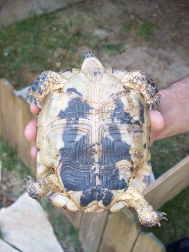 Identification trois tortues 100_1112