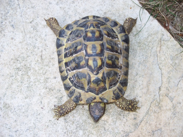Identification trois tortues 100_1113