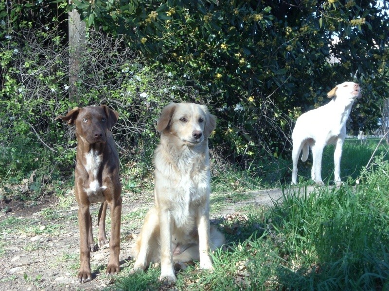 13 - 4 chiens sur istres (3 chiots de 5 mois) 310