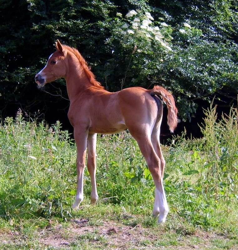 Poulain de lignée russe, idéal pour sport et endurance Photos33