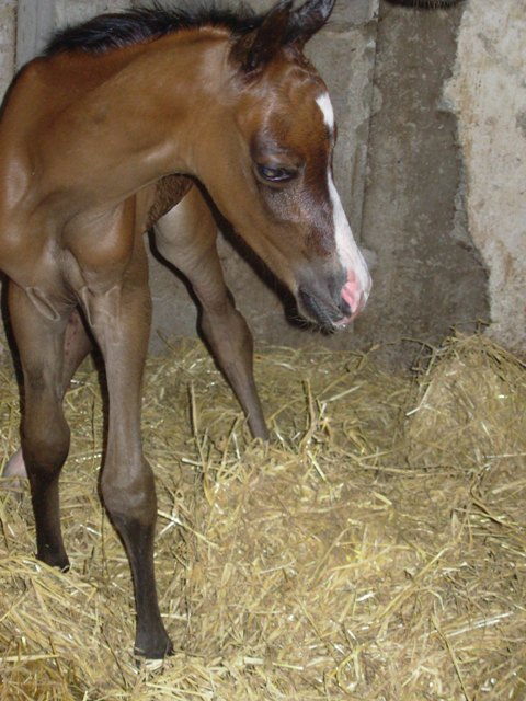 Un petit nouveau né à l'Elevage des Fouches !!! Photo118