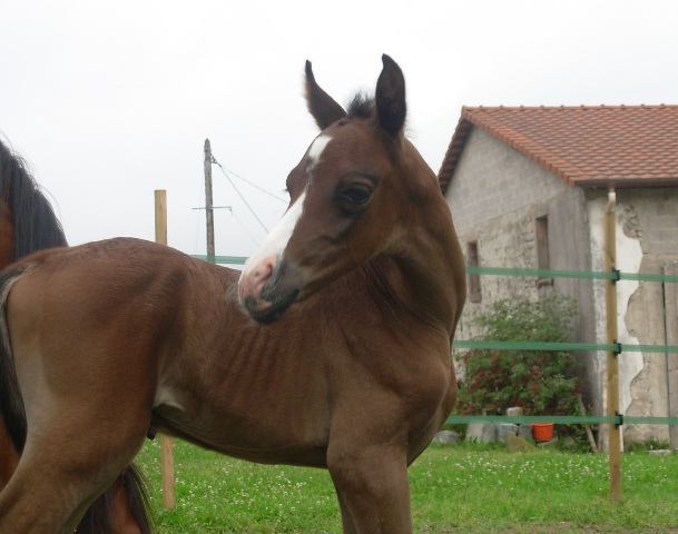 Un petit nouveau né à l'Elevage des Fouches !!! Photo128