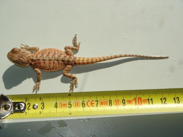 Naissances pogonas redflame sandfire x giant orange hypo 911