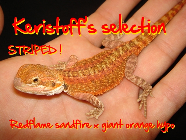 Keristoff's pogona selection ! Dsc09621