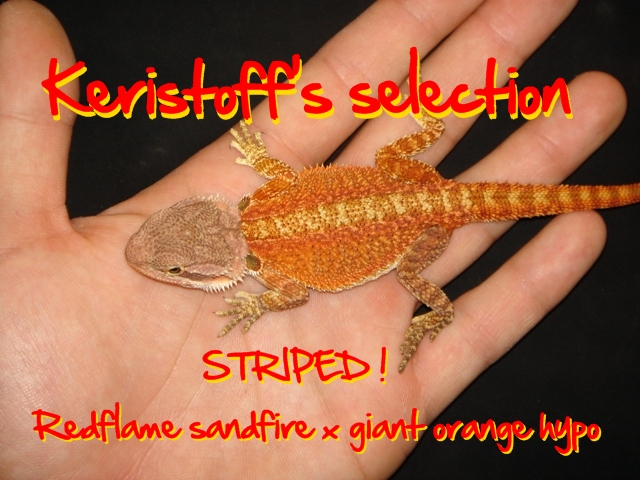 Keristoff's pogona selection ! Dsc09622