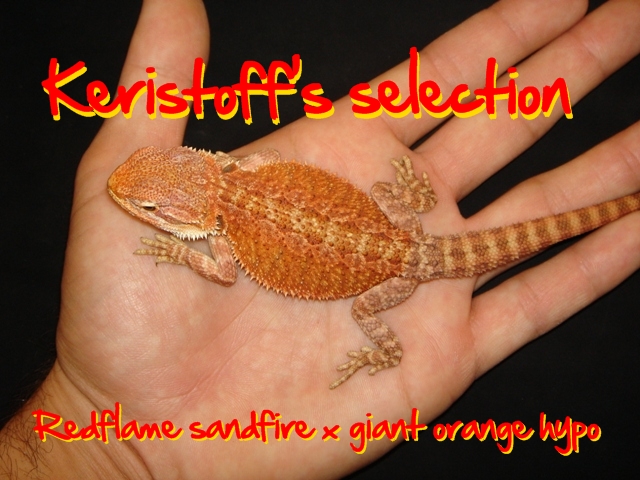 Keristoff's pogona selection ! Dsc09623