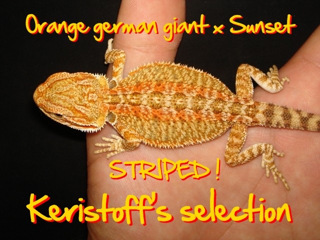 Keristoff's pogona selection ! Dsc09624