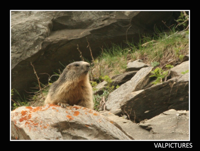 Marmottes  gogo 215