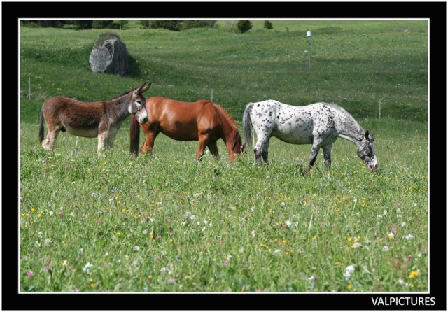 Stone et ses potes.... A1210