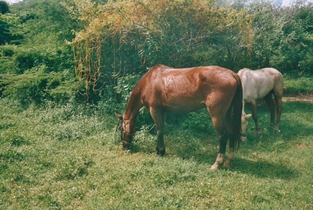 Voyage de noces en Guadeloupe  St Franois Photo212