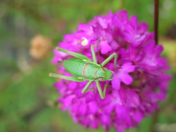 photographier les insectes, aussi. Sauter10