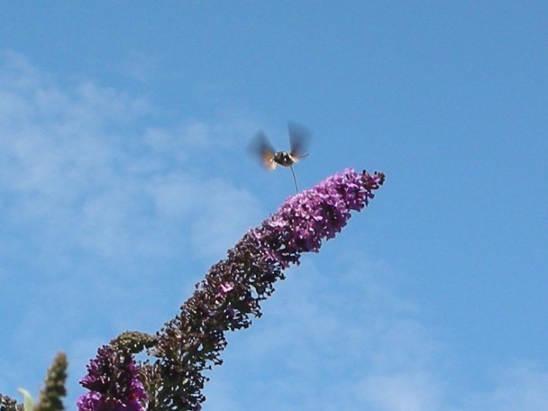 photographier les insectes, aussi. Sphinx10